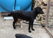 LUNANERINA, Hund, Mischlingshund in Italien - Bild 3