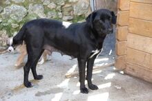 LUNANERINA, Hund, Mischlingshund in Italien - Bild 6