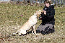 LOTTE, Hund, Labrador-Mix in Neuhausen - Bild 6