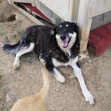 ZUMBY, Hund, Mischlingshund in Griechenland - Bild 1