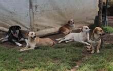 ZUMBY, Hund, Mischlingshund in Griechenland - Bild 10