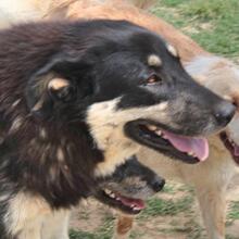 ZUMBY, Hund, Mischlingshund in Griechenland - Bild 11