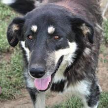 ZUMBY, Hund, Mischlingshund in Griechenland - Bild 12
