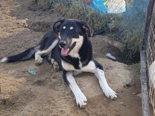 ZUMBY, Hund, Mischlingshund in Griechenland - Bild 18