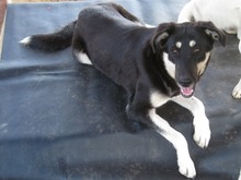 ZUMBY, Hund, Mischlingshund in Griechenland - Bild 19