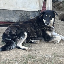 ZUMBY, Hund, Mischlingshund in Griechenland - Bild 3