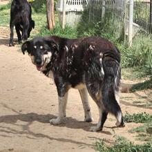 ZUMBY, Hund, Mischlingshund in Griechenland - Bild 7