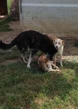 ZUMBY, Hund, Mischlingshund in Griechenland - Bild 8