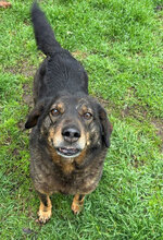 MALCHO, Hund, Mischlingshund in Arnstadt - Bild 10