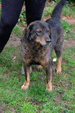 MALCHO, Hund, Mischlingshund in Arnstadt - Bild 11