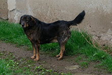 MALCHO, Hund, Mischlingshund in Arnstadt - Bild 12