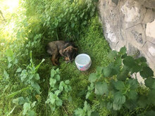 MALCHO, Hund, Mischlingshund in Arnstadt - Bild 9