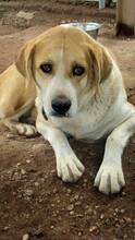 FREYA, Hund, Mischlingshund in Spanien - Bild 1