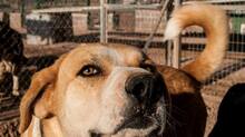 FREYA, Hund, Mischlingshund in Spanien - Bild 3