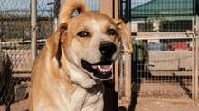 FREYA, Hund, Mischlingshund in Spanien - Bild 5