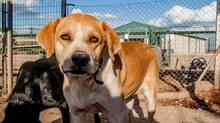 FREYA, Hund, Mischlingshund in Spanien - Bild 6
