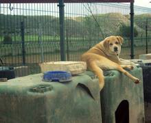 FREYA, Hund, Mischlingshund in Spanien - Bild 7
