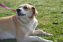 FREYA, Hund, Mischlingshund in Spanien - Bild 9