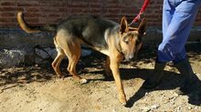 WALDO, Hund, Deutscher Schäferhund-Mix in Spanien - Bild 2