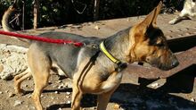 WALDO, Hund, Deutscher Schäferhund-Mix in Spanien - Bild 4