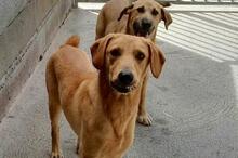 FILIP, Hund, Labrador Retriever in Spanien - Bild 1