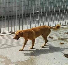 FILIP, Hund, Labrador Retriever in Spanien - Bild 5
