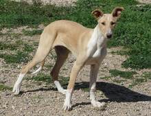 KAMI, Hund, Mischlingshund in Spanien - Bild 3