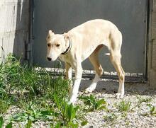 KAMI, Hund, Mischlingshund in Spanien - Bild 6