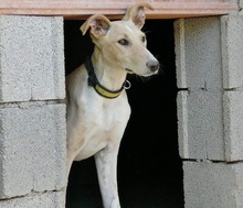 KAMI, Hund, Mischlingshund in Spanien - Bild 7