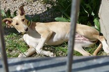 KAMI, Hund, Mischlingshund in Spanien - Bild 8
