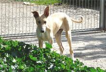 KAMI, Hund, Mischlingshund in Spanien - Bild 9