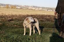 CRICRI, Hund, Labrador-Mix in Italien - Bild 3