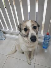 BESSY, Hund, Mischlingshund in Rumänien - Bild 1