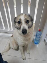 BESSY, Hund, Mischlingshund in Rumänien - Bild 2
