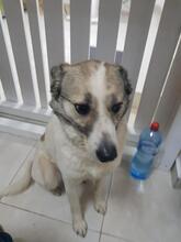 BESSY, Hund, Mischlingshund in Rumänien - Bild 3