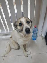 BESSY, Hund, Mischlingshund in Rumänien - Bild 4