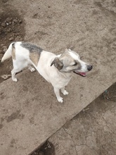 BESSY, Hund, Mischlingshund in Rumänien - Bild 5