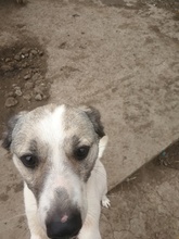 BESSY, Hund, Mischlingshund in Rumänien - Bild 6