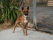 BEAMER, Hund, Podenco Andaluz in Spanien - Bild 3