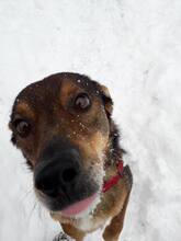 RADU, Hund, Mischlingshund in Rumänien - Bild 10