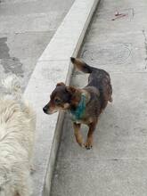 RADU, Hund, Mischlingshund in Rumänien - Bild 17
