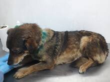 RADU, Hund, Mischlingshund in Rumänien - Bild 18