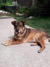 RADU, Hund, Mischlingshund in Rumänien - Bild 2