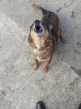 RADU, Hund, Mischlingshund in Rumänien - Bild 5