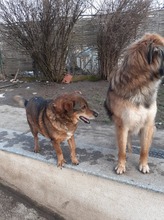 RADU, Hund, Mischlingshund in Rumänien - Bild 6