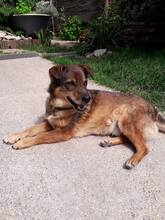 RADU, Hund, Mischlingshund in Rumänien - Bild 7
