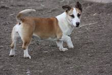 FIBI, Hund, Mischlingshund in Heinsberg - Bild 1