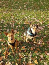 CHARLY, Hund, Mischlingshund in Selm - Bild 8