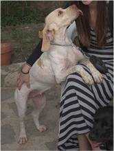 EILIN, Hund, Sabueso Español in Spanien - Bild 6
