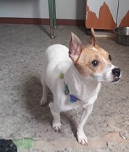 ANDRES, Hund, Mischlingshund in Spanien - Bild 5